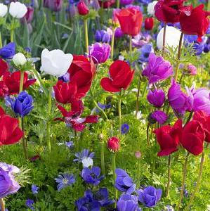 Anemone 'De Caen Mix'