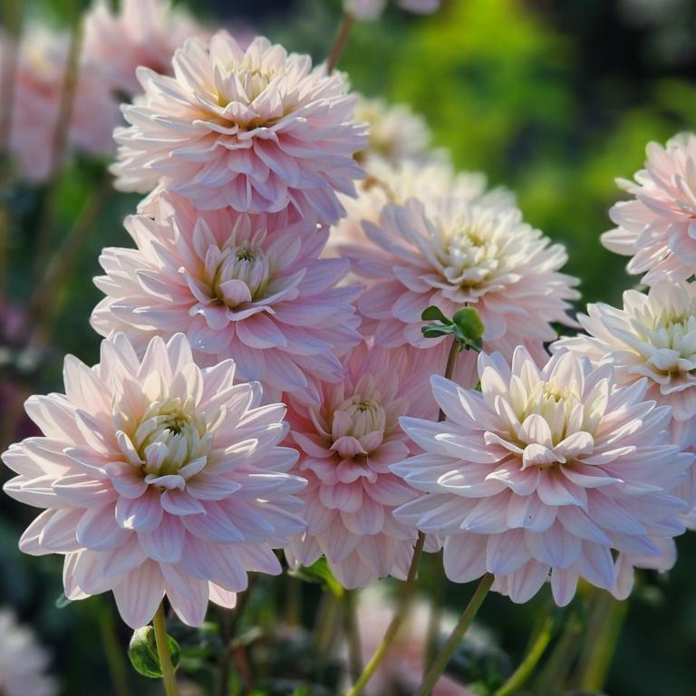 Dahlia 'Lady Kate'