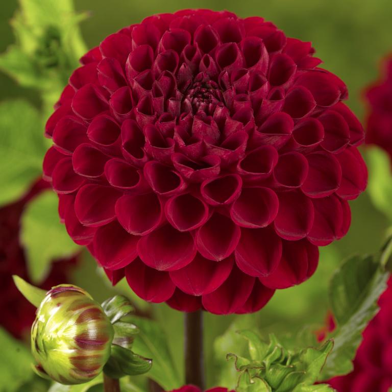 Dahlia 'Viking'