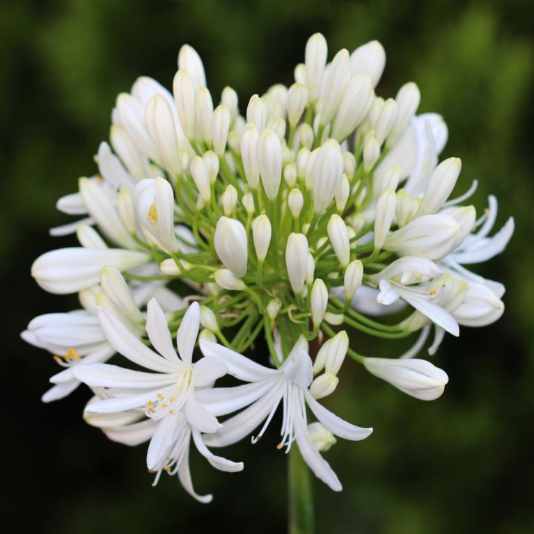 Agapanthus white