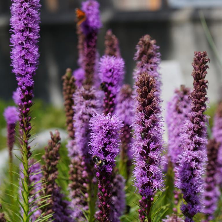 Liatris spicata violet