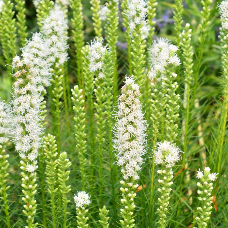 Liatris spicata white
