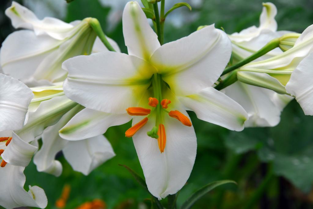 Lilium Regale