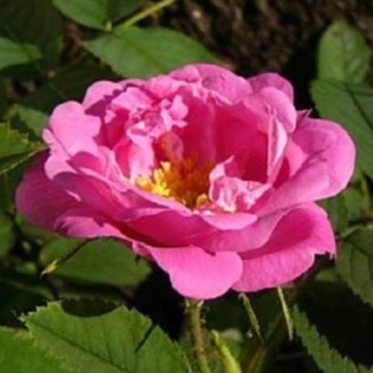 Rose Hurdalsrosen