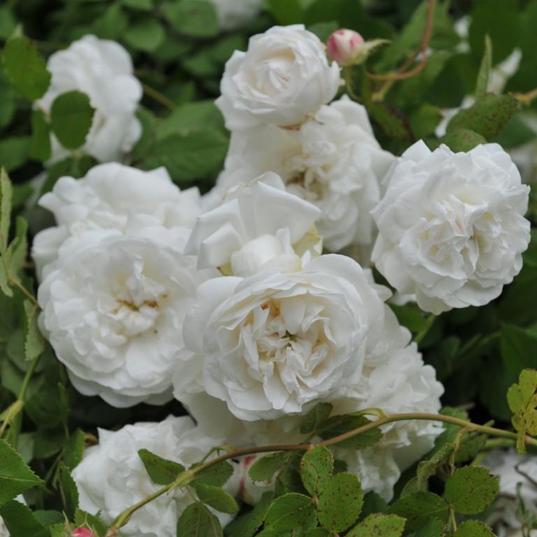 Rose Madame Plantier
