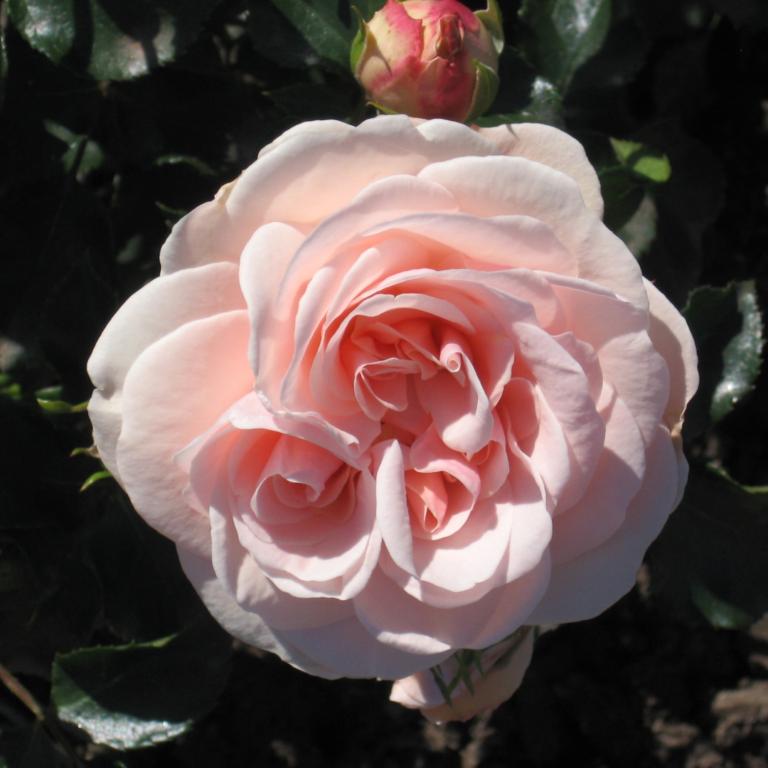 Rose Dronning Margrethe