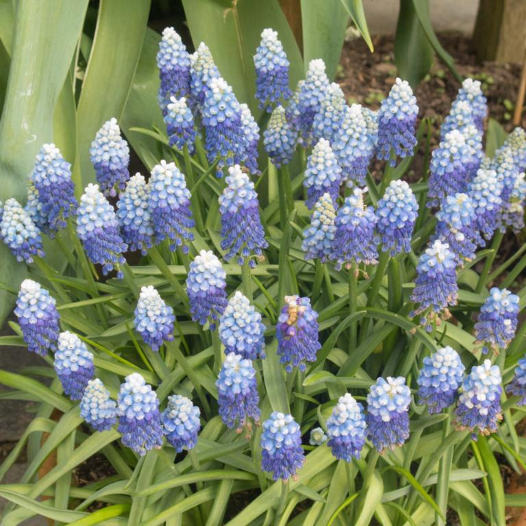 Muscari aucheri Ocean Magic