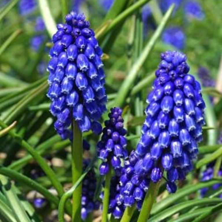 Muscari Bling Bling