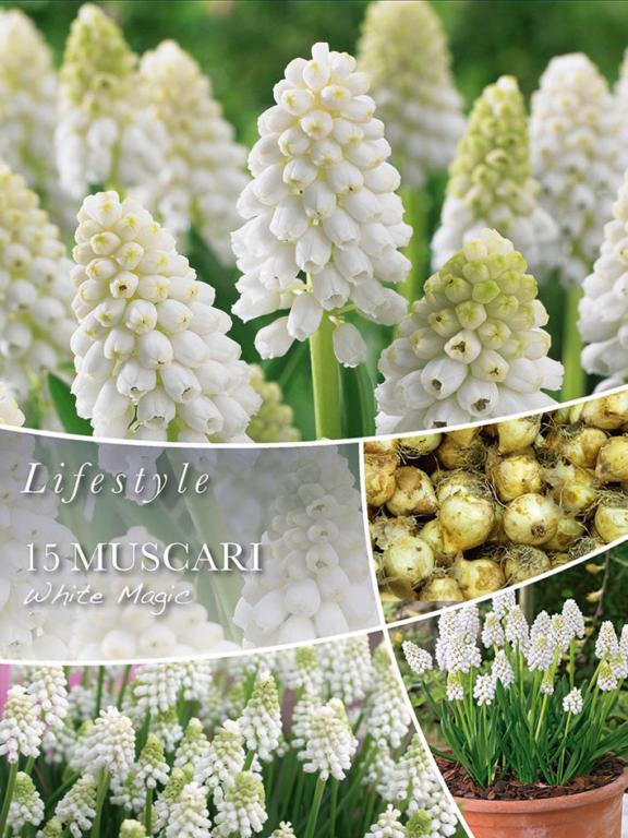 Muscari White Magic