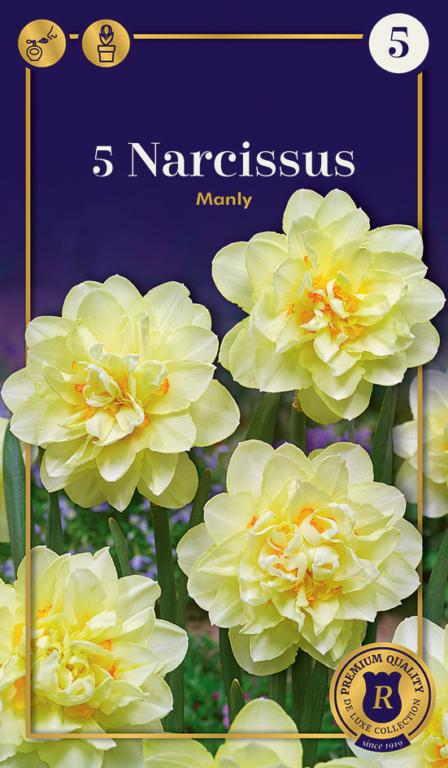 Narcissus Manly