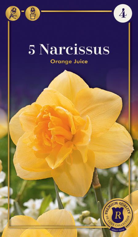 Narcissus Orange Juice