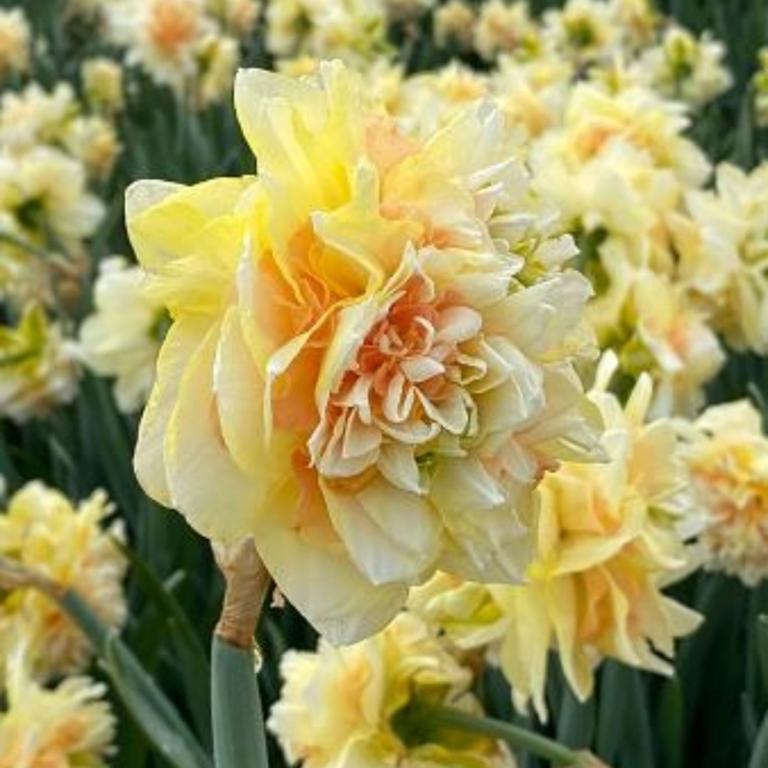 Narcissus Pom Pom Rose