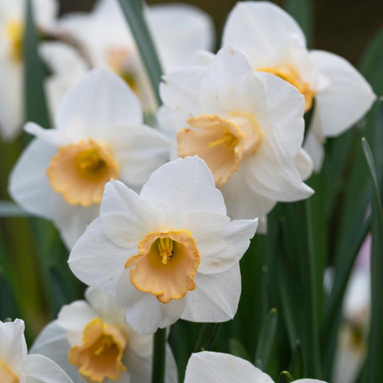 Narcissus Salome