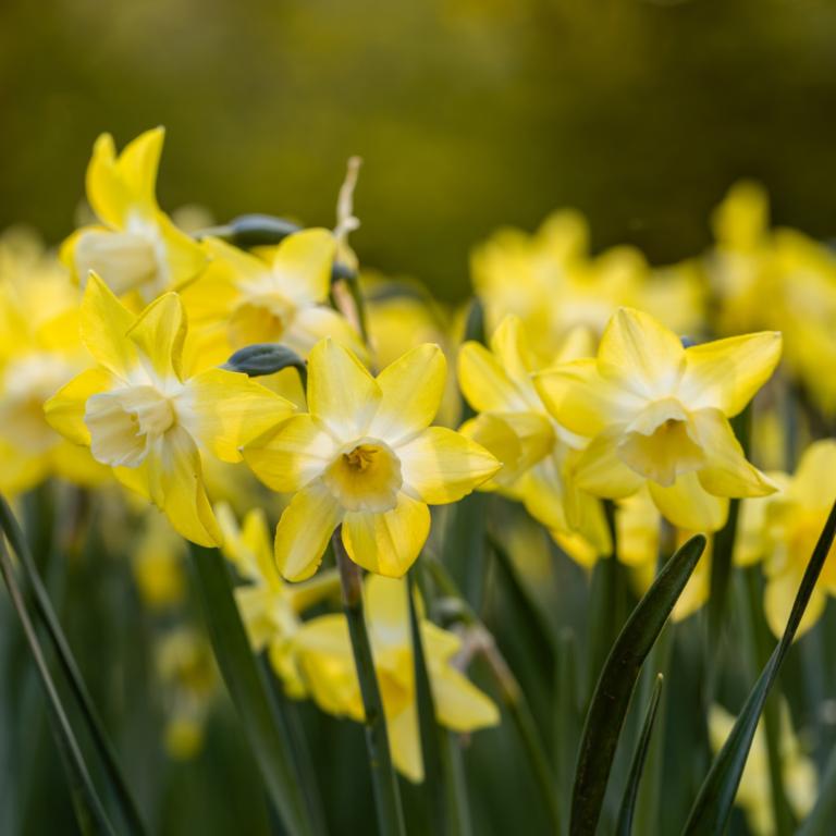 Narcissus Verdin