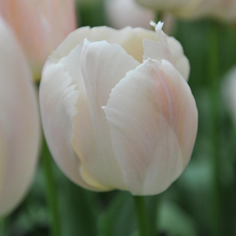 Tulipa Apricot Pride