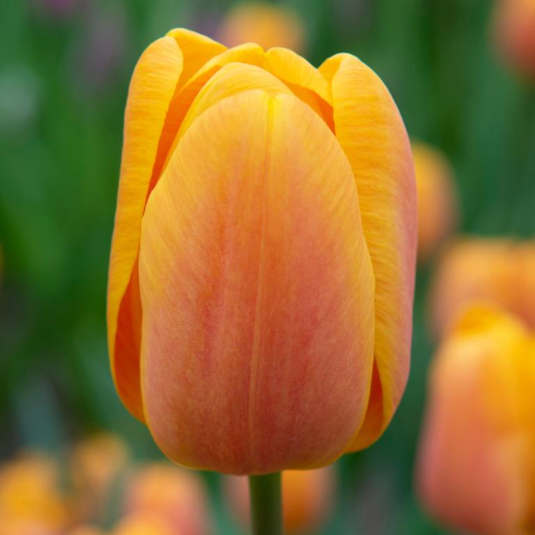 Tulipa Bellville