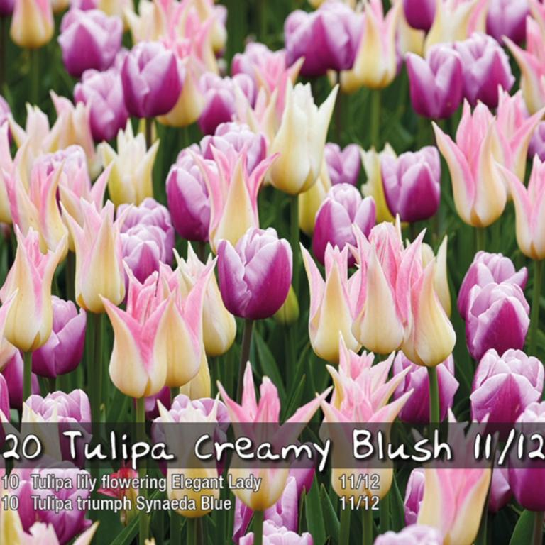 Tulipa Creamy Blush