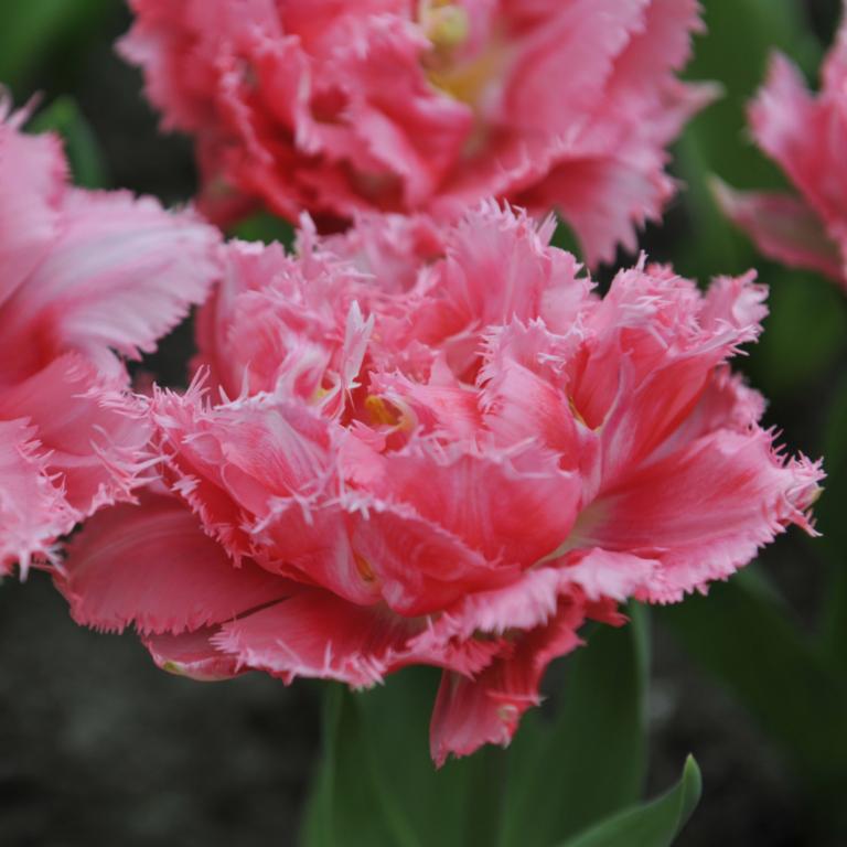 Tulipa Crispion Sweet