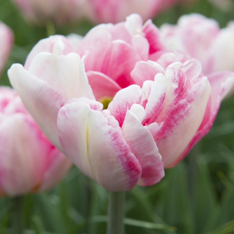 Tulipa Finola