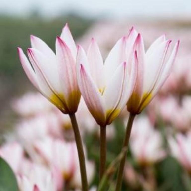 Tulipa Hilde