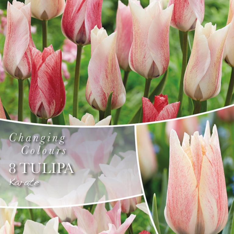 Tulipa Karate