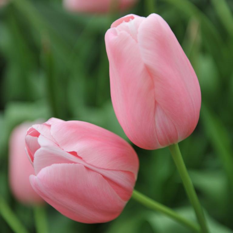 Tulipa Menton