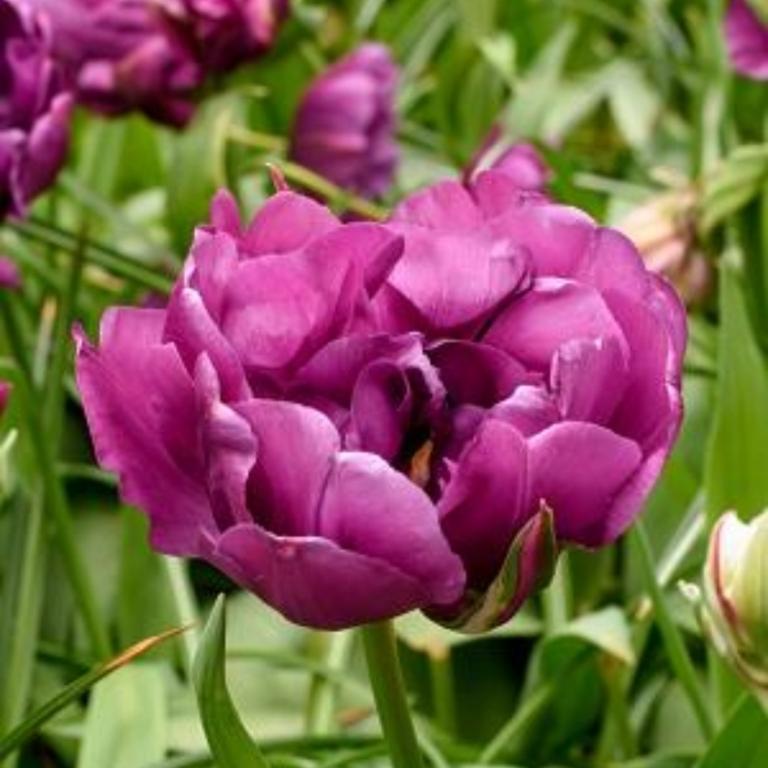 Tulipa Negrita Double