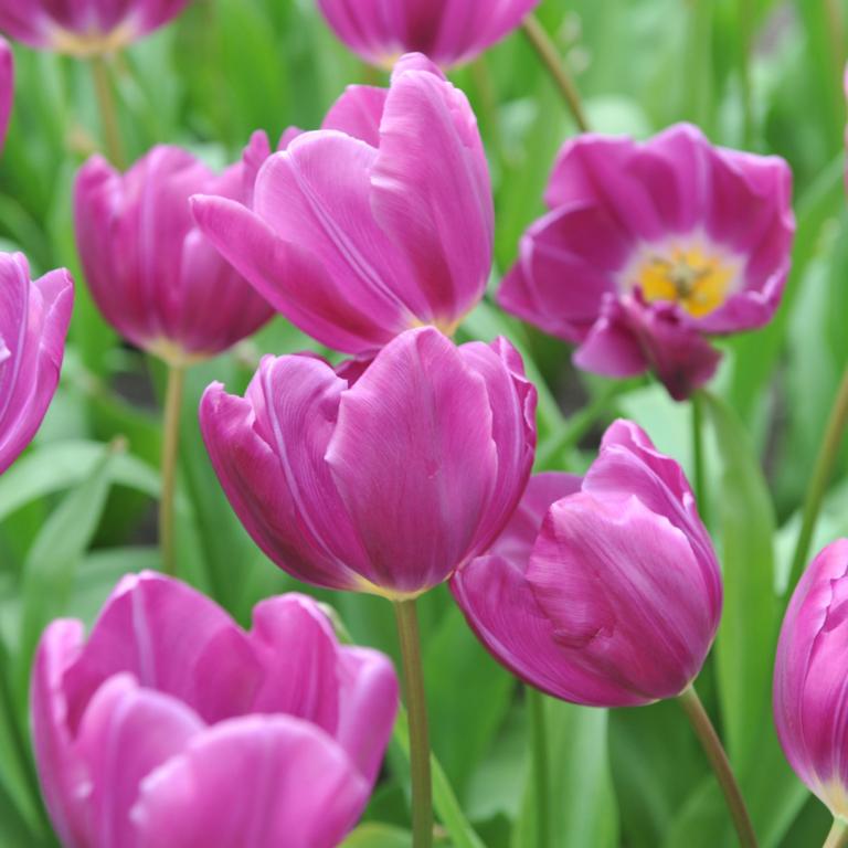 Tulipa Purple Cloud