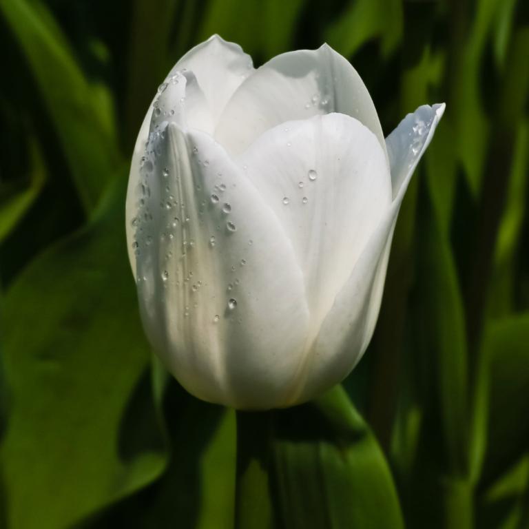 Tulipa Royal Virgin