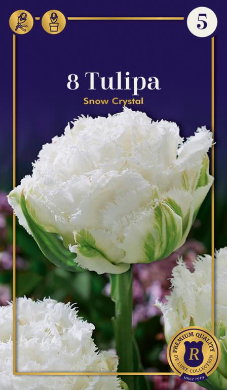 Tulipa Snow Crystal