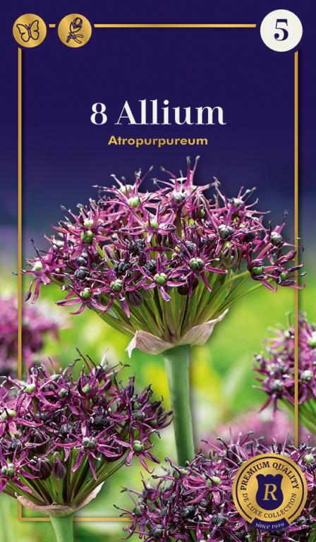 Allium Atropurpureum