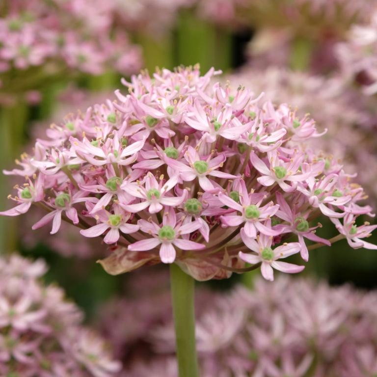 Allium Pink Jewel