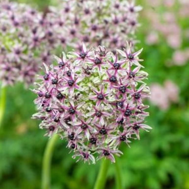 Allium Starlight