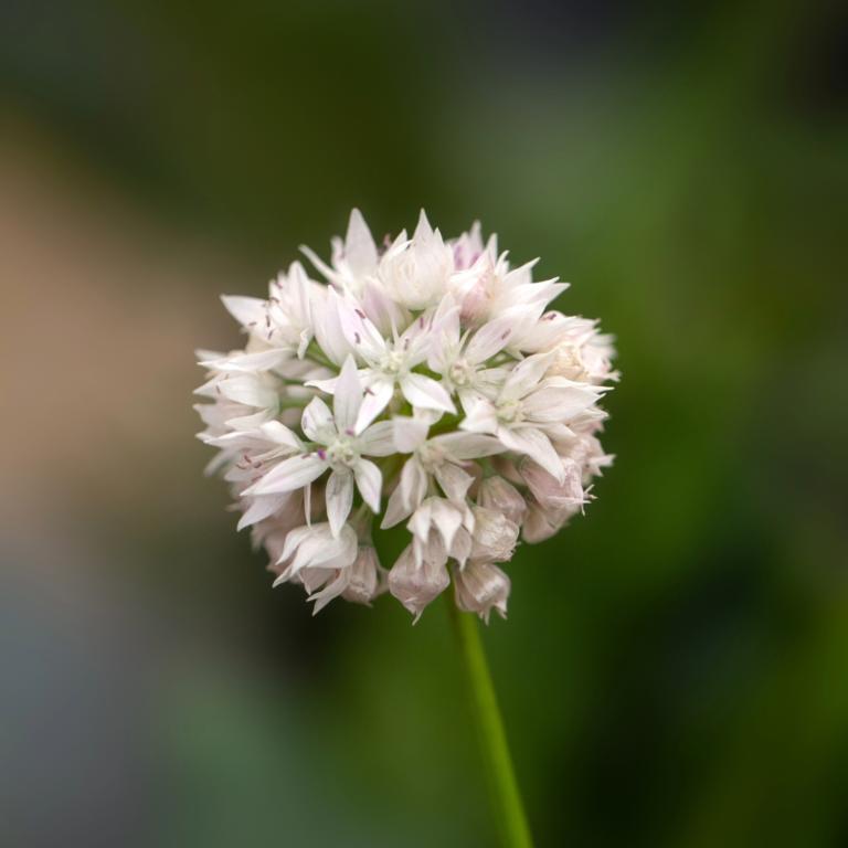 Allium amp. Gracefull