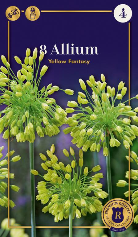 Allium Yellow Fantasy