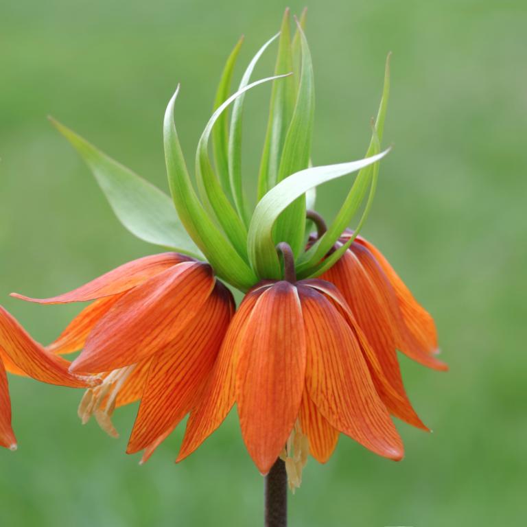 Fritillaria imp. Orange Beauty