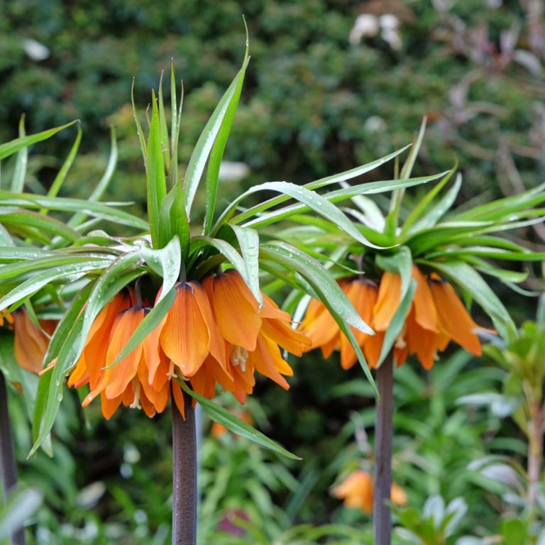 Fritillaria imp. Sunset