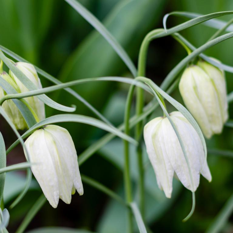 Fritillaria mel. Alba