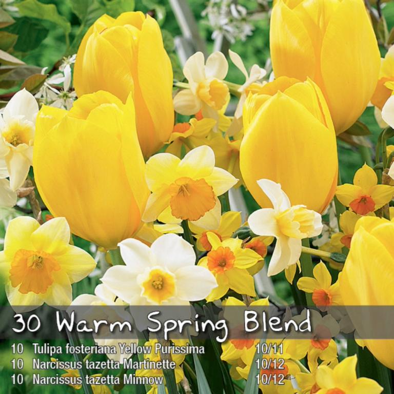 Warm Spring Blend