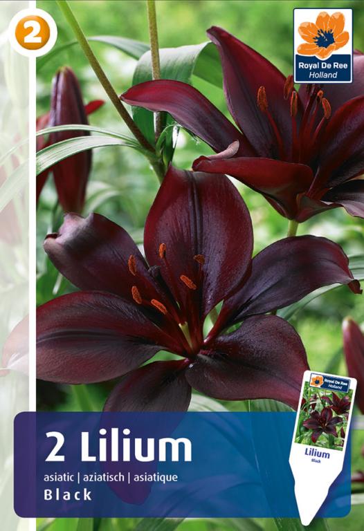 Lilium Asiatic Black