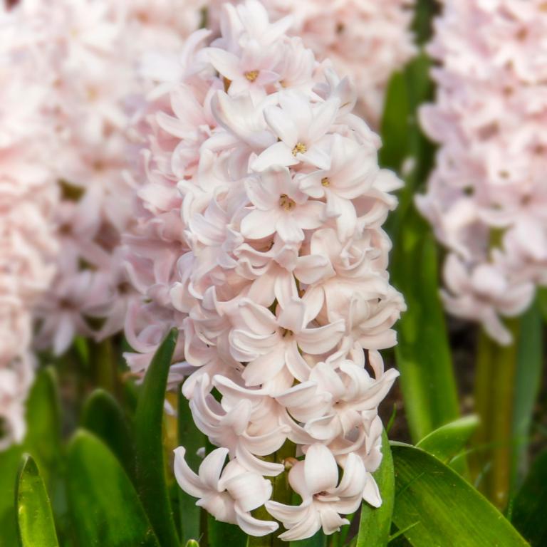 Hyacinthus China Pink