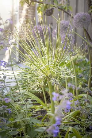 Allium Schubertil Arctic Snow