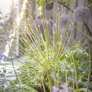 Allium Schubertil Arctic Snow