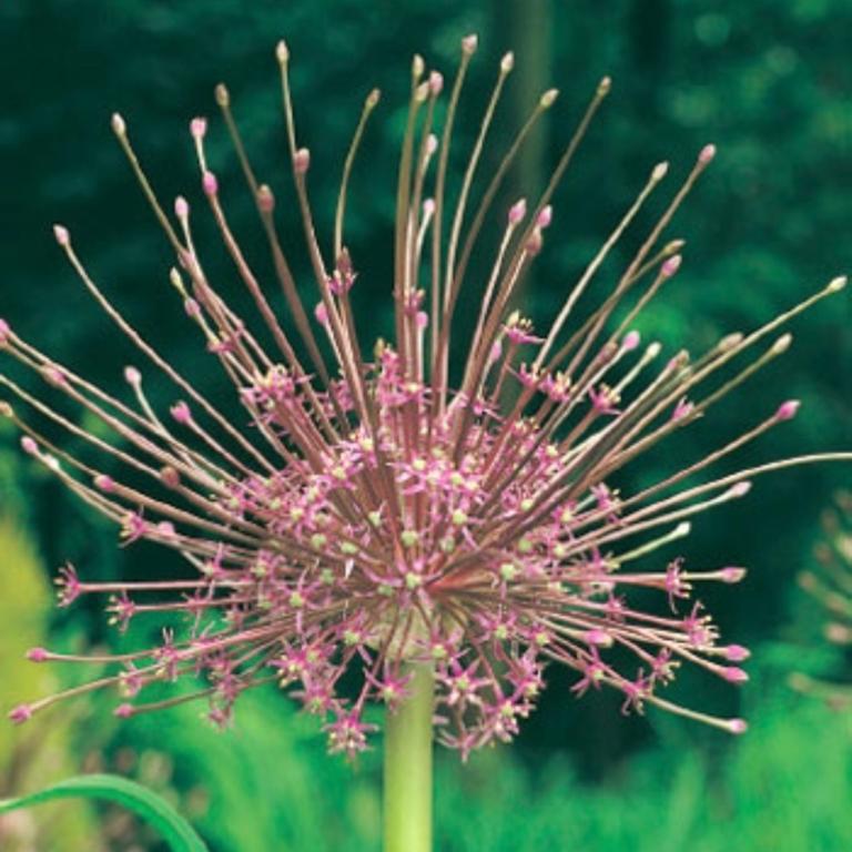 Allium Schubertii