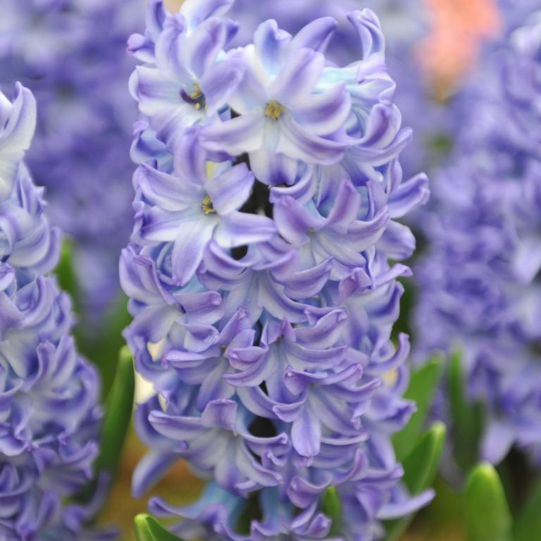 Hyacinthus Aqua