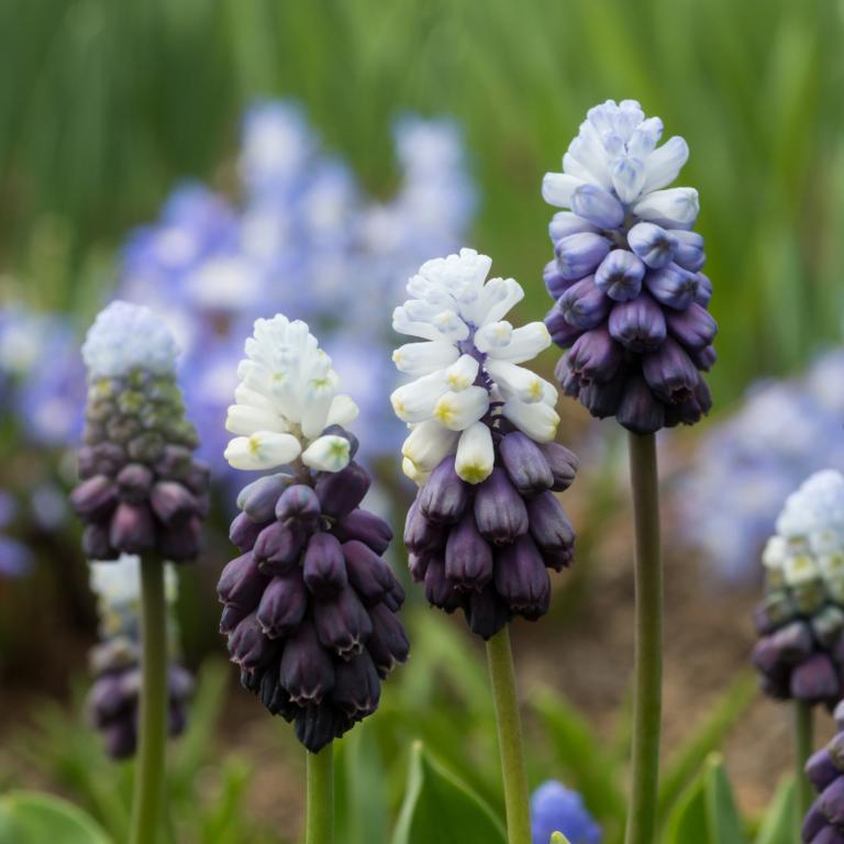 Muscari Grape Ice