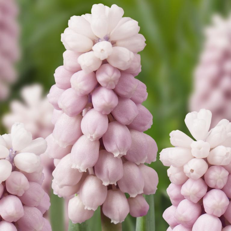 Muscari Pink Sunrise