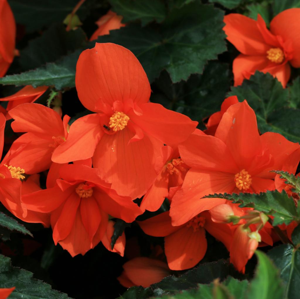 Begonia pendula red