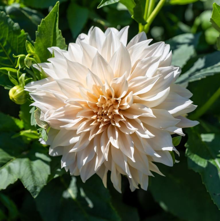 Dahlia 'Cafe Au Lait'