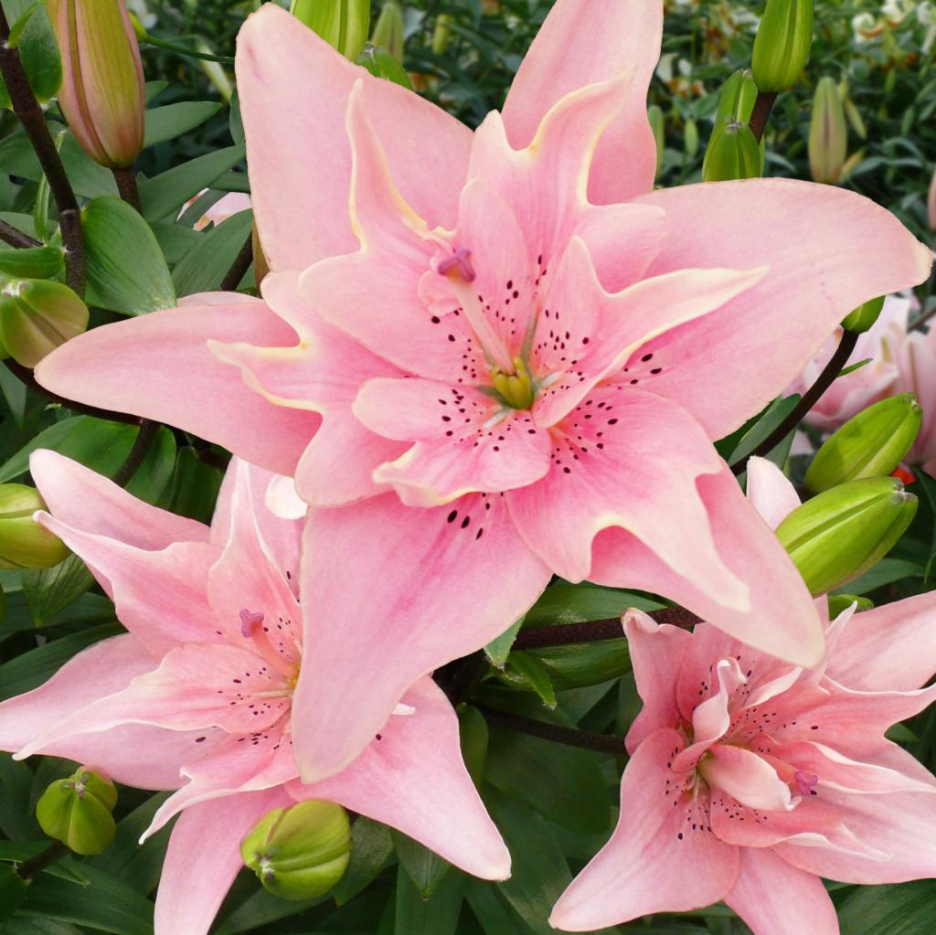 Lilium 'Elodie'